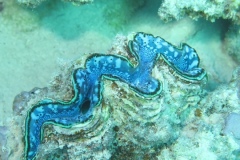 image5
