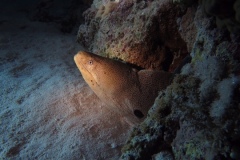 image6