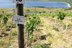 geiseltalsee08