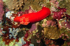 Rotes Meer Safari 2009