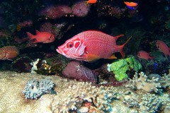 Rotes Meer Safari 2009