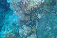DSC00059